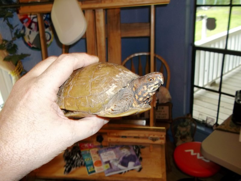 texasturtle1.jpg